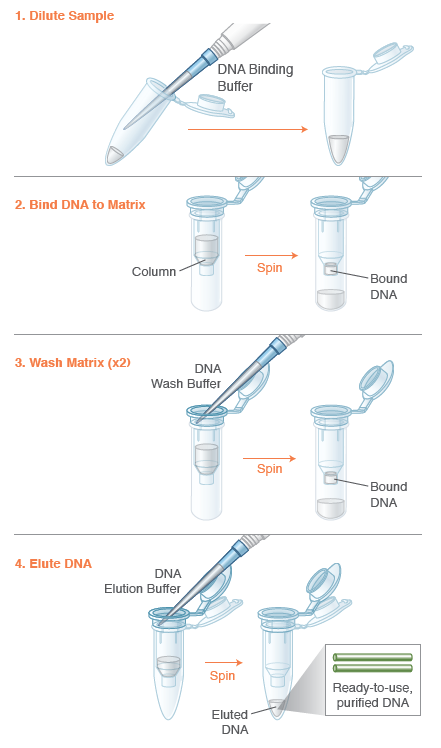 Monarch PCR & DNA Cleanup Kit (5 µg) Protocol