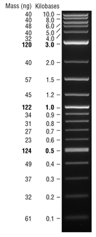 2-Log DNA Ladder