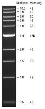 DNA Ladder N3272