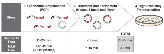 Figure 1: Site-specific mutagenesis proceeds in less than 2 hours.