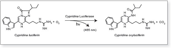 Figure 1: The photochemical reaction catalyzed by Cypridina Luciferase. 