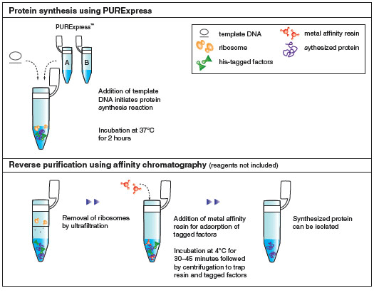 Figure 3: Schematic diagram of protein synthesis and purification by PURExpress