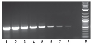 Figure 2. Sensitive detection of RNA down to 1 pg.