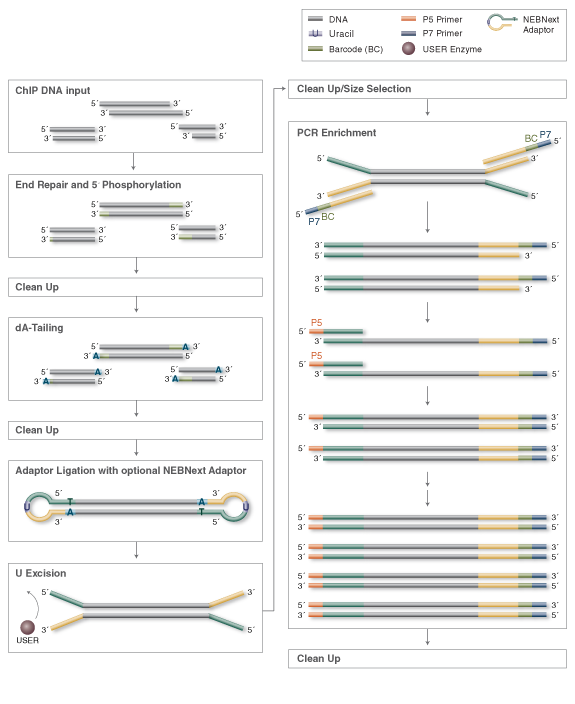 ChIP DNA Library Preparation Workflow for Illumina