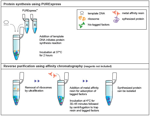 Figure 3: Schematic diagram of protein synthesis and purification by PURExpress