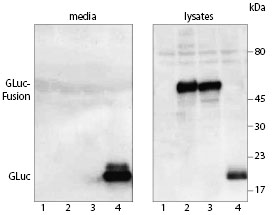 Western blot with anti-GLuc Antibody of proteins expressed in HEK-293 cells.