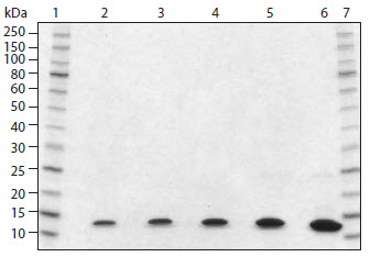 SDS-PAGE analysis of Histone H4 Human, Recombinant