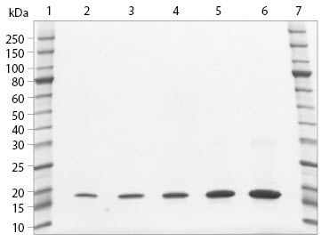 SDS-PAGE analysis of histone H3.3 Human, Recombinant