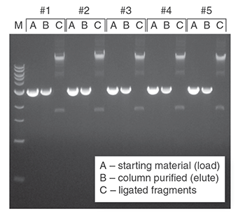 DNA purified from agarose gels using the Monarch DNA Gel Extraction Kit can be reproducibly isolated and ligated. Two micrograms of a 3 kb fragment with compatible ends was resolved on a 1% agarose gel, excised, and purified using the Monarch DNA Gel Extraction Kit. Samples were eluted in 20 μl and a fraction (1/4 th of total) was ligated using the Blunt/TA Ligase Master Mix (NEB #M0367 (https://international.neb.com/products/m0367-blunt-ta-ligase-master-mix) ). Representative samples from 5 replicates were resolved on a second 1% agarose gel. M is the 1 kb DNA Ladder (NEB #N3232 (https://international.neb.com/products/n3232-1-kb-dna-ladder) ).