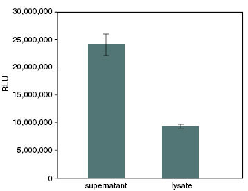 Figure 1: Activity of Cypridina Luciferase in supernatants and lysates from a stable CLuc-expressing cell line