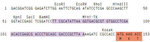 Figure 2: pCLuc Mini-TK 2 Vector multiple cloning site (MCS) 