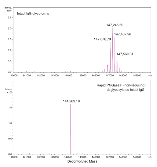 ESI-TOF analysis of an antibody before and after treatment with Rapid PNGase F (non-reducing format).