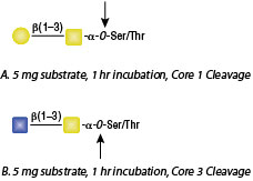 Substrate Specificity: