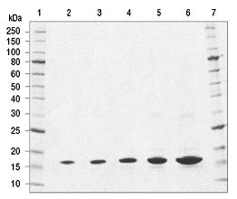 H3.2 SDS-PAGE analysis of Histone H3.2 Human, Recombinant