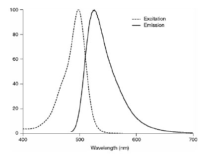 Figure 2:  Excitation (dotted line) and emission spectra after coupling of SNAP-Cell Oregon Green to SNAP-tag in buffer at pH 7.5.