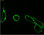 Figure 1:  Live CHO-K1 cells transiently transfected with pACP-GPI