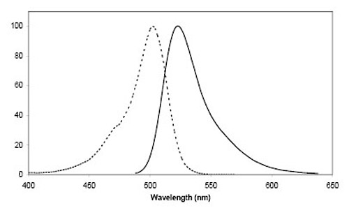 Figure 2:Excitation (dotted line) and emission spectra of CoA 488 coupled to ACP-tag in buffer at pH 7.4