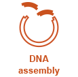 cloning_wf_DNAassembly