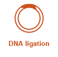 cloning_wf_DNAligation