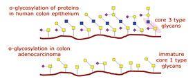 O-Glycosylation of Proteins diagram