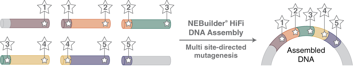Workflow for multi site-directed mutagenesis using NEBuilder HiFi