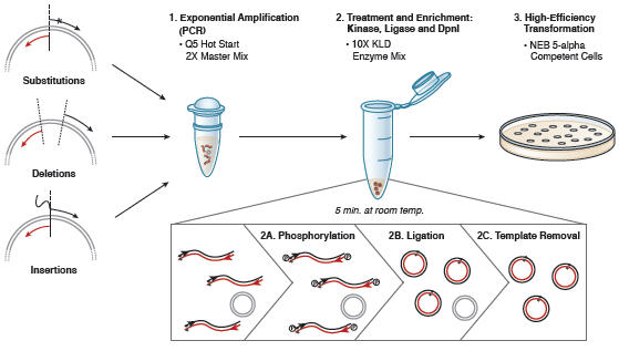 Q5 Site-Directed Mutagenesis Kit Overview