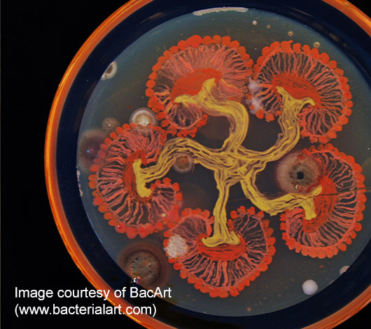 Bacterial Agar Art – science and art thumb