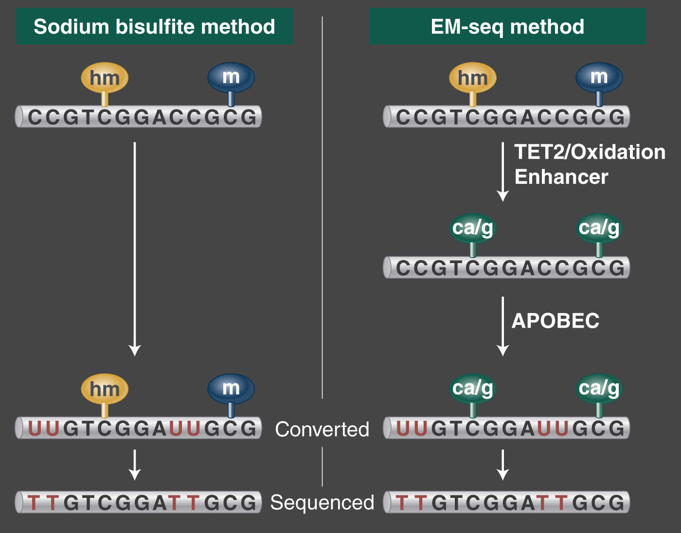 WGBS, Whole Genome Bisulfite SequencingMethylome, 5mC, Bisulfite-seq EM-seq