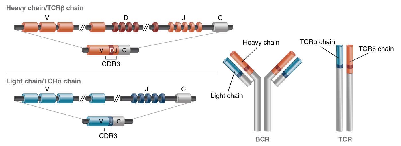 BCR and TCR V(D)J recombination 