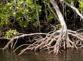 1996_mangrove