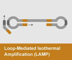 IsothermalAmp_Nav_LAMP