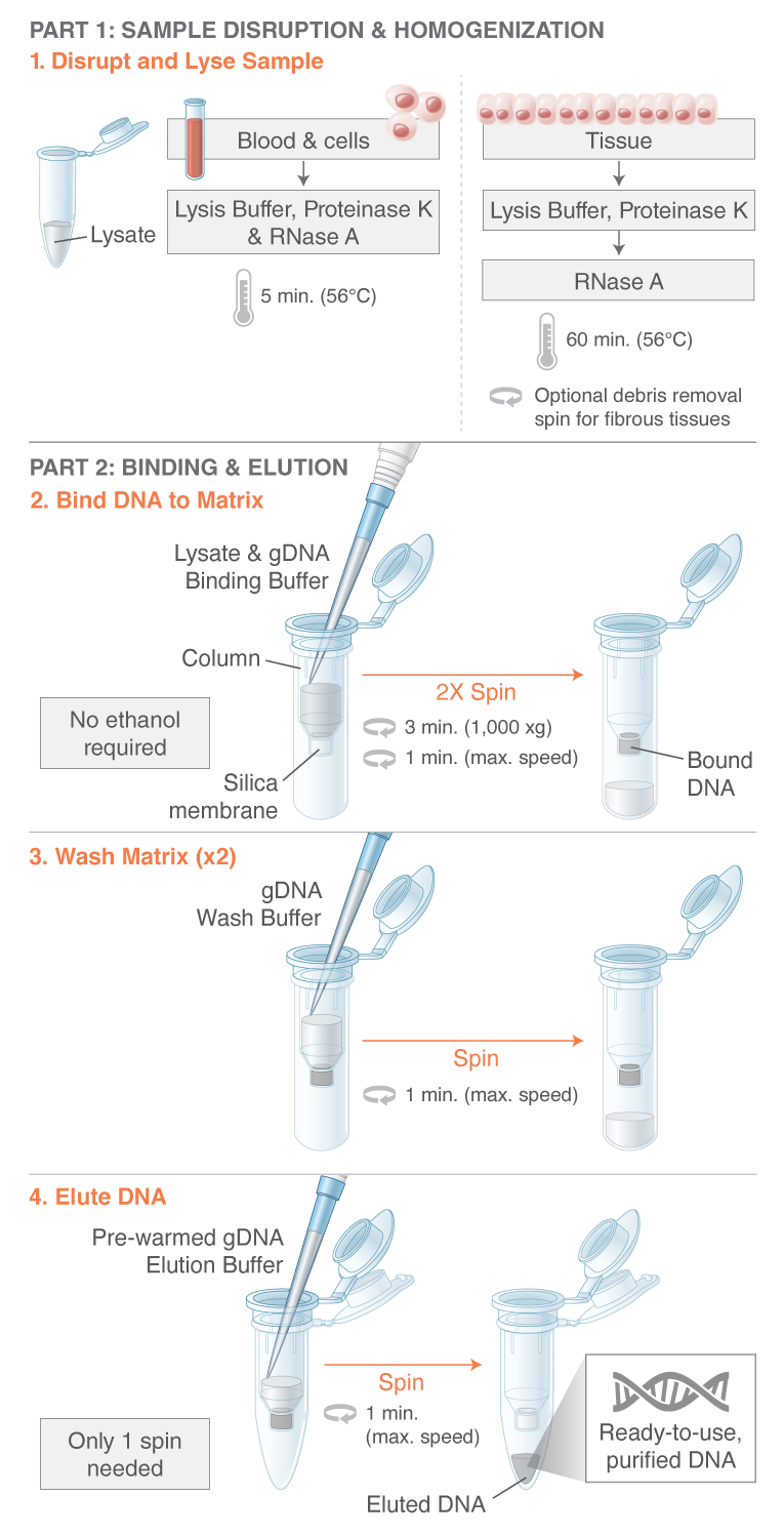 Monarch® Genomic DNA Purification Kit | NEB