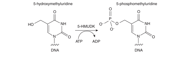 5-HMUDK mechanism