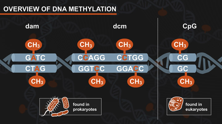DNA Methylation and Restriction Digests