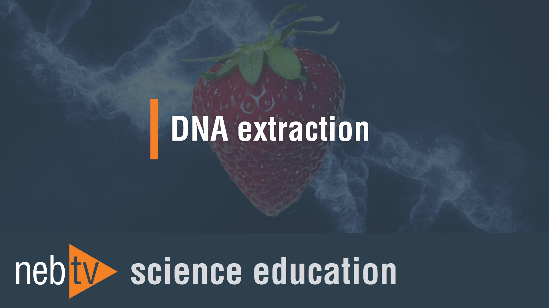 sources of error in strawberry dna extraction