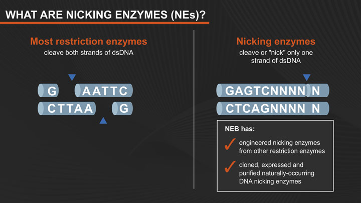 Restriction Endonucleases Products | NEB