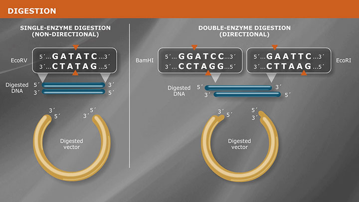 Cloning With Restriction Enzymes | NEB