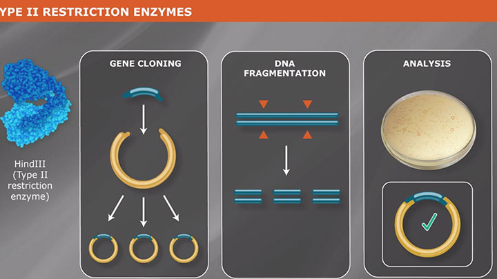 find restriction sites using gene construction kit