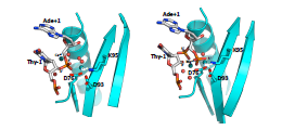 Crystal structure of the 8 bp specific_feature