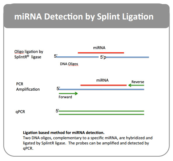 miRNA Detection by Ligation and Amplification of Complementary DNA oligos Using SPlintR ligase