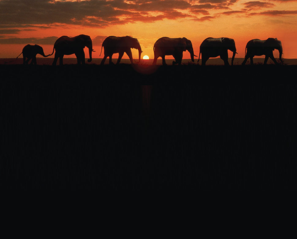 NEBuilder elephants