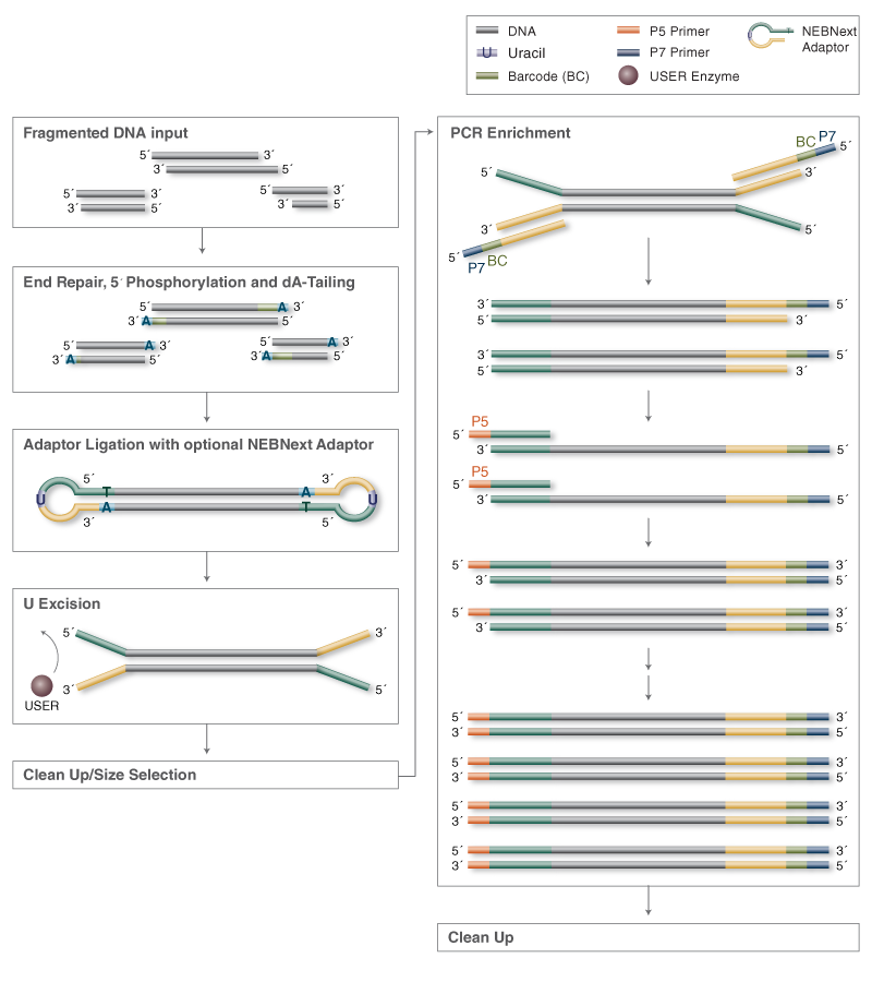 Ultra DNA Library Preparation Workflow for Illumina