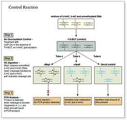 Figure 1b: Experimental overview
